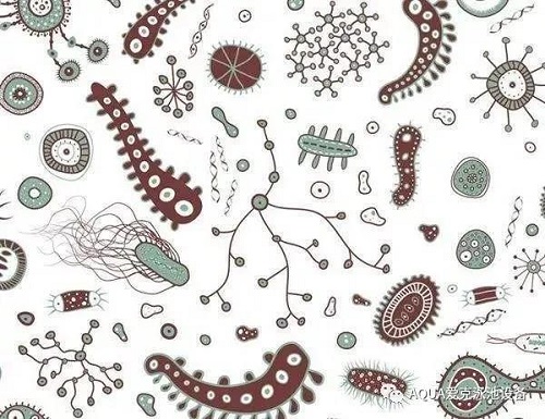 好色先生TV在线下载環境溫暖潮濕，是細菌、藻類和其他微生物滋生的理想場所